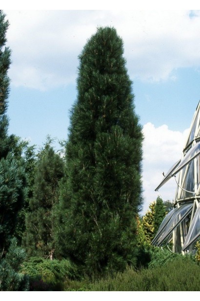 Сосна чорна / австрійська Фастiгiата